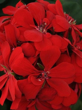 Coco Basket 12"- Ivy Geranium Royal Scarlet Red